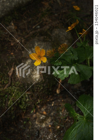 Golden Buttercup Blooms Amidst Forest Undergrowth 134046021