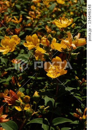 Golden St John's Wort Blooms in Sunlight 134046148