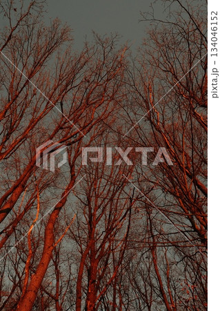 Autumn Branches Against A Gray Sky Autumn Branches Against A Gray Sky 134046152