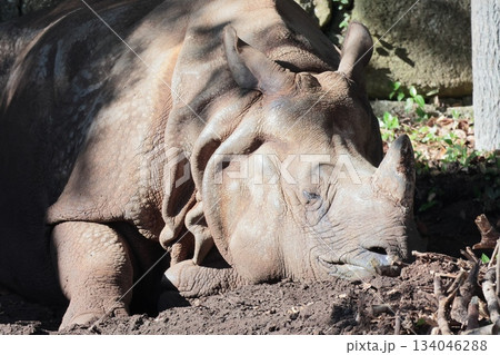 インドサイ インドサイ 134046288