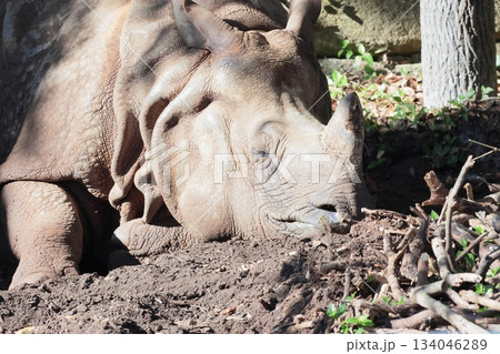 インドサイ 134046289