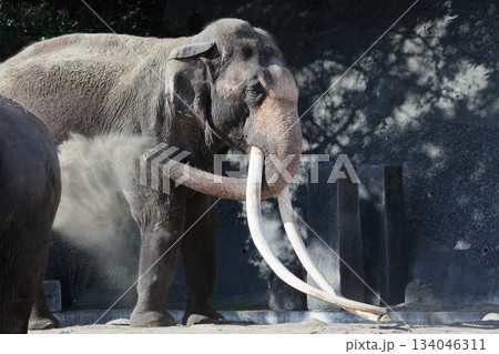 インドゾウ 134046311