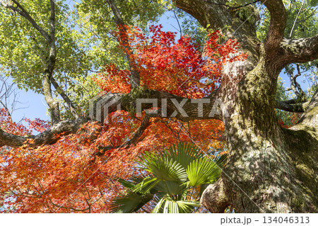 晩秋の蓮華王院 (三十三間堂) 庭園の紅葉 京都府京都市 晩秋の蓮華王院 (三十三間堂) 庭園の紅葉 京都府京都市 134046313