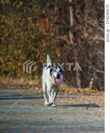 A dog is walking on a road with a tongue sticking out A dog is walking on a road with a tongue sticking out 134046678