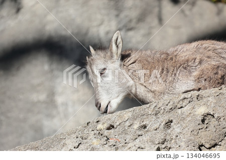 スーチョワンバーラル 134046695