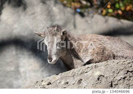 スーチョワンバーラル 134046696