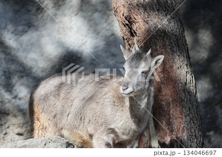 スーチョワンバーラル 134046697