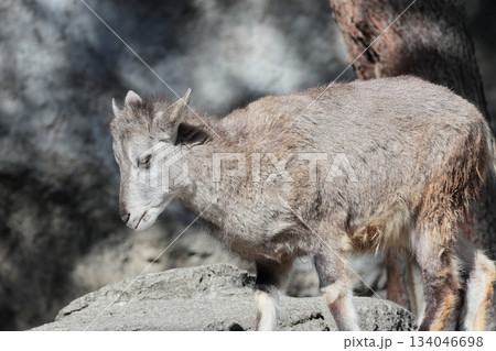 スーチョワンバーラル 134046698