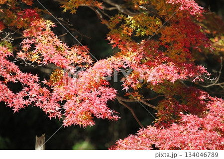 大分県中津市耶馬溪一目八景 大分県中津市耶馬溪一目八景 134046789
