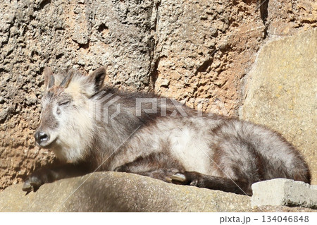 ニホンカモシカ 134046848