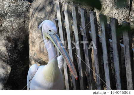 ペリカン 134046868