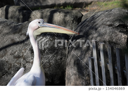 ペリカン 134046869