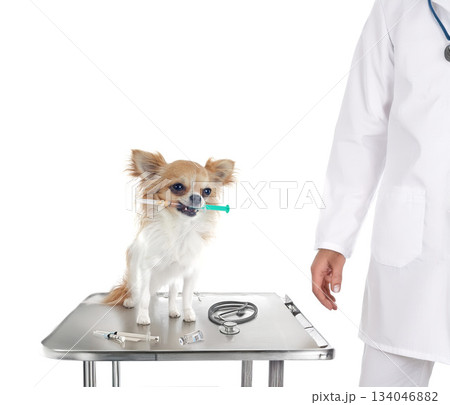 chihuahua and syringe 134046882