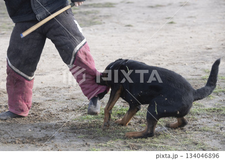training of rottweiler 134046896