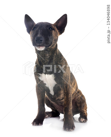 miniature bull terrier in studio 134046898