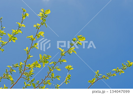 The mulberry tree is blooming against the blue sky 134047099