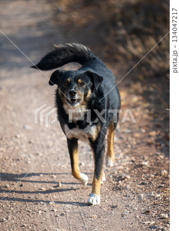 A black and brown dog is walking on a dirt road 134047217