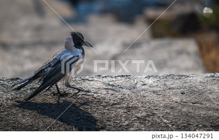 A small bird is standing on a rock A small bird is standing on a rock 134047291