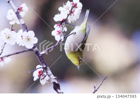 梅の枝にとまるメジロ 134047393