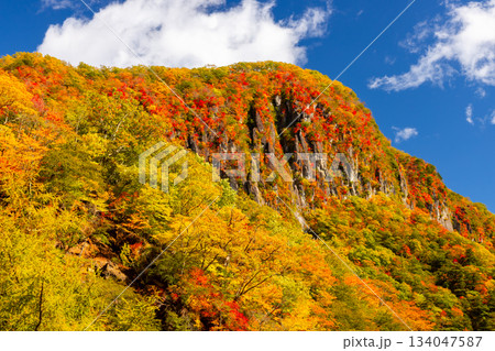 栃木県日光市中宮祠　第一いろは坂から望む屏風岩と山々の斜面の紅葉の景色 134047587