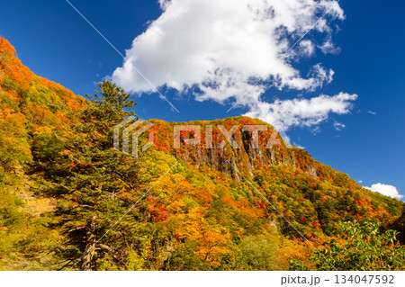 栃木県日光市中宮祠　第一いろは坂から望む屏風岩と山々の斜面の紅葉の景色 134047592
