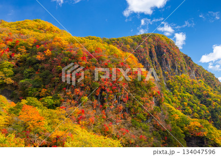 栃木県日光市中宮祠 第一いろは坂から望む屏風岩と山々の斜面の紅葉の景色 栃木県日光市中宮祠 第一いろは坂から望む屏風岩と山々の斜面の紅葉の景色 134047596