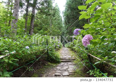 満開のアジサイ　紫陽花　あじさい　出塩文殊堂　山形市 134047731