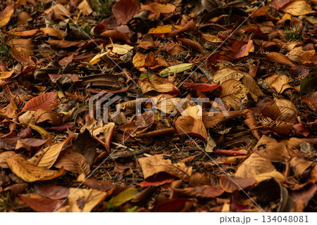 秋の落ち葉の風景 134048081