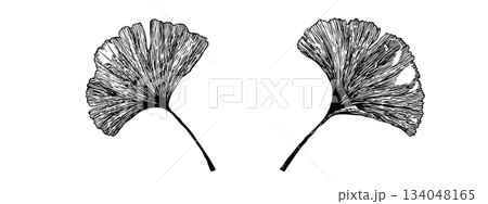 Ginkgo biloba leaves sketch. Decorative sceleton leaf. Vector hand drawn illustration. Minimal line art style 134048165