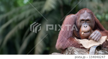 Orangutan resting on a log, surrounded by lush greenery, showcasing natural habitat and wildlife 134048247