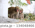 子猿1 134048466
