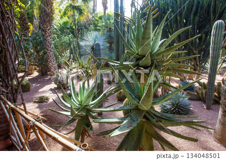 Cacti on rose sand bamboo trees in amazing cacti Majorelle garden. View from covering footpath Cacti on rose sand bamboo trees in amazing cacti Majorelle garden. View from covering footpath 134048501