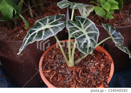 Alocasia Bambino plant on nursery 134048585