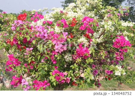 Bougainvillea flower plant on farm 134048752