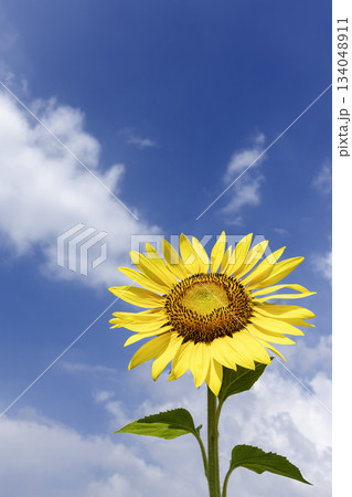 夏の花、向日葵の咲く風景-5 夏の花、向日葵の咲く風景-5 134048911