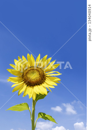 夏の花、向日葵の咲く風景-8 夏の花、向日葵の咲く風景-8 134048914
