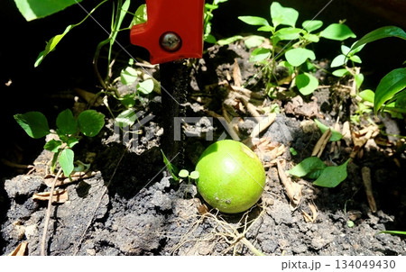 Sharp Pruning Saw Blade with Green Lime Fruit Sharp Pruning Saw Blade with Green Lime Fruit 134049430
