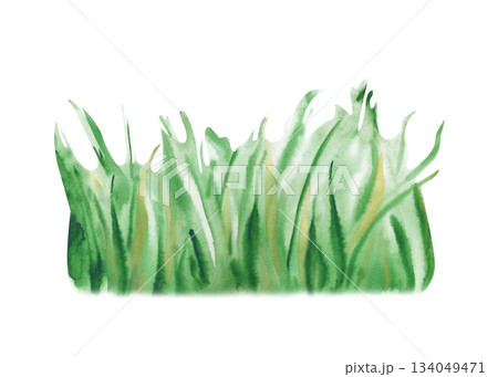Watercolor illustration of a bunch of juicy green grass. Realistic image of a lawn on an isolated background. A botanical clipart for summer design. Watercolor illustration of a bunch of juicy green grass. Realistic image of a lawn on an isolated background. A botanical clipart for summer design. 134049471