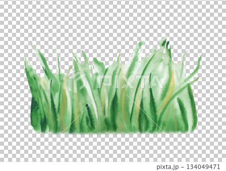 Watercolor illustration of a bunch of juicy green grass. Realistic image of a lawn on an isolated background. A botanical clipart for summer design. Watercolor illustration of a bunch of juicy green grass. Realistic image of a lawn on an isolated background. A botanical clipart for summer design. 134049471