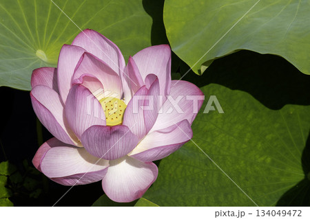 夏の花、蓮の花風景-5 134049472
