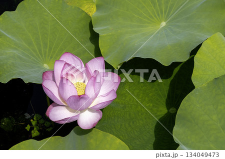 夏の花、蓮の花風景-6 134049473