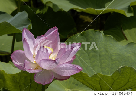 夏の花、蓮の花風景-7 夏の花、蓮の花風景-7 134049474