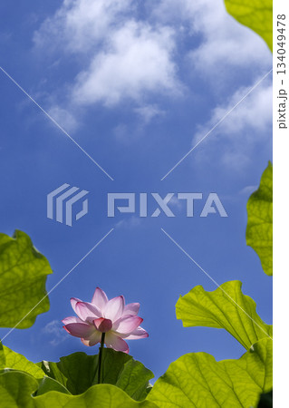 夏の花、蓮の花風景-11 134049478