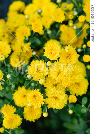 Yellow Garden Chrysanthemum in Peak Summer Bloom 134049557