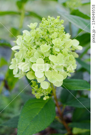 Early Bloom Stage Of Bonfaire Panicle Hydrangea Bush 134049558