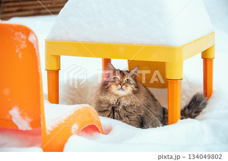 Cat outside in winter. Cute stray gray longhair cat hides under the table covered with snow in snowfall Cat outside in winter. Cute stray gray longhair cat hides under the table covered with snow in snowfall 134049802