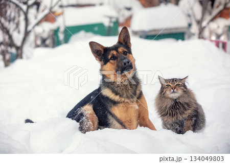 Cat and big dog sit outdoors in the snow in the yard in winter and look at the camera Cat and big dog sit outdoors in the snow in the yard in winter and look at the camera 134049803