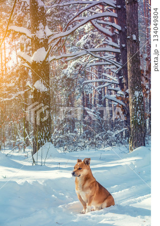 Red dog walks in a pine snowy forest on a winter sunny day. Vertical image 134049804