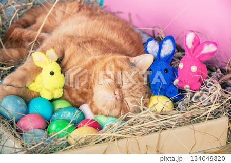 Cute funny ginger british shorthair cat sleeping in the nest with colorful easter eggs and three toys bunnies. Easter composition. 134049820