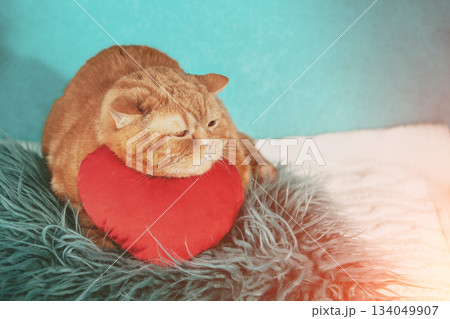 Portrait of red-haired British shorthair cat lying on red toy heart-shaped pillow 134049907